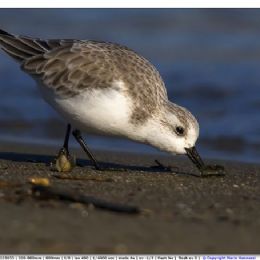 Piovanello tridattilo