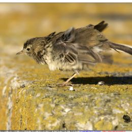 Pispola - stretching