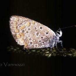 Polyhommatus thersites