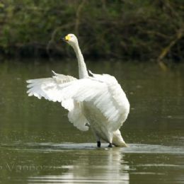 Preparativi per il volo