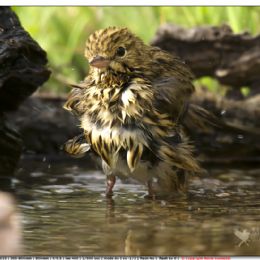 Prispolone...grintoso