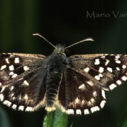 Pyrgus malvae