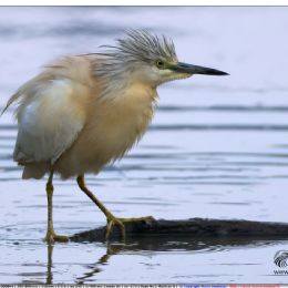 Sgarza ciuffetto su tronco