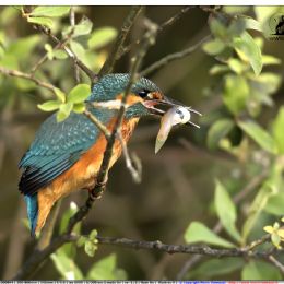 Martin pescatore maschio con preda