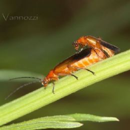 Rhagonica fulva