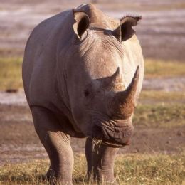 Rinoceronte bianco