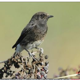 Saltimpalo bianco e nero - Saxicola Caprata  - primo avvistamento in Italia.