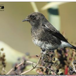 Saltimpalo bianco e nero - Saxicola Caprata  - primo avvistamento in Italia.