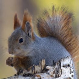 Scoiattolo rosso3