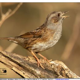 GENNAIO - Passera scopaiola