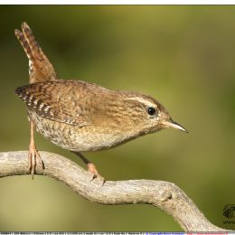 Scricciolo su radice