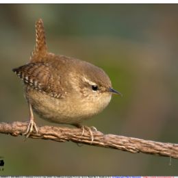 Scricciolo su rametto