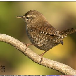 Scricciolo su radice