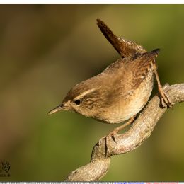 Scricciolo su radice