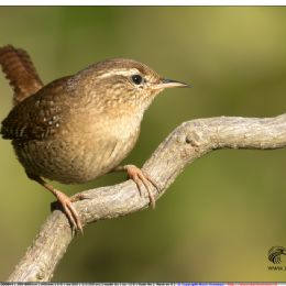 Scricciolo su radice