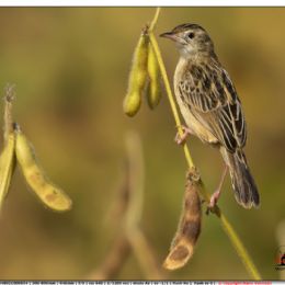 SETTEMBRE_beccamoschino