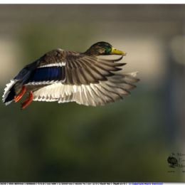 SETTEMBRE_Germano reale maschio