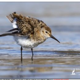 SETTEMBRE_Piovanello pancianera