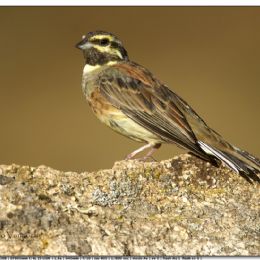 SETTEMBRE_Zigolo nero