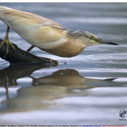 Sgarza ciuffetto in agguato
