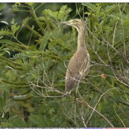Sgarza ciuffetto giovane su albero