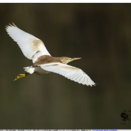 Sgarza ciuffetto in volo