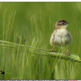Beccamoschino su spiga