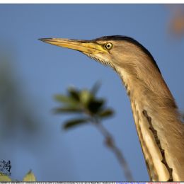 Tarabusino - ritratto
