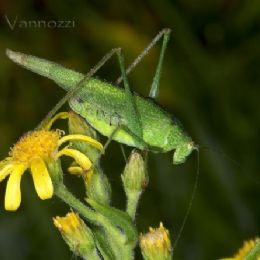 Tettigonia viridissima
