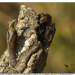 Torcicollo parata nuziale