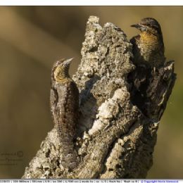 Torcicollo parata nuziale