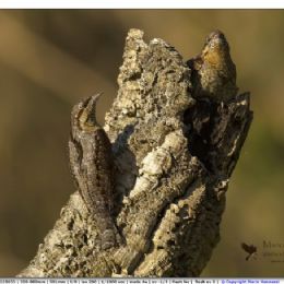 Torcicollo parata nuziale