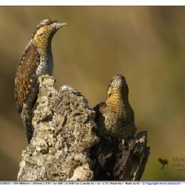 Torcicollo parata nuziale