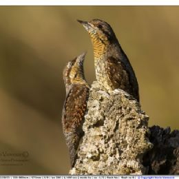 Torcicollo parata nuziale
