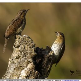 Torcicollo parata nuziale
