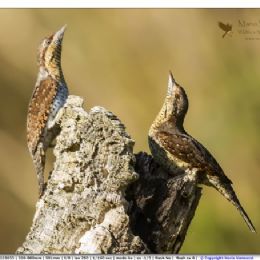 Torcicollo parata nuziale