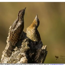Torcicollo parata nuziale