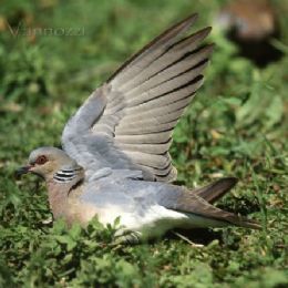 Tortora - ali al sole