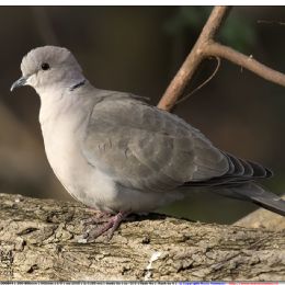 Tortora orientale dal collare
