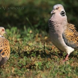 Tortora - corteggiamento
