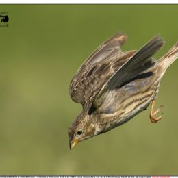 Strillozzo in picchiata