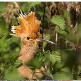 Upupa...dal pianeta Pandora (avatar)