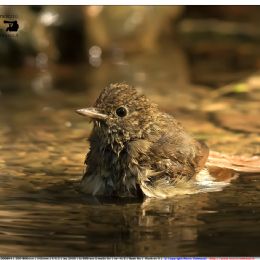 Usignolo comune in acqua