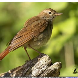 Usignolo comune giovane