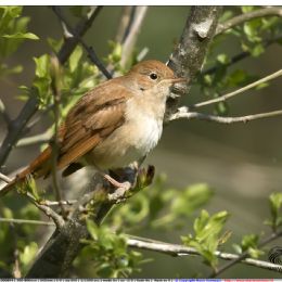 Usignolo comune su pianta