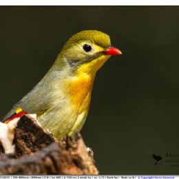 Usignolo del Giappone