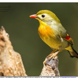 Usignolo del Giappone