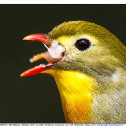 Usignolo del Giappone