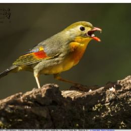 usignolo del Giappone