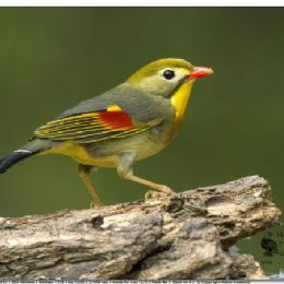 usignolo del Giappone